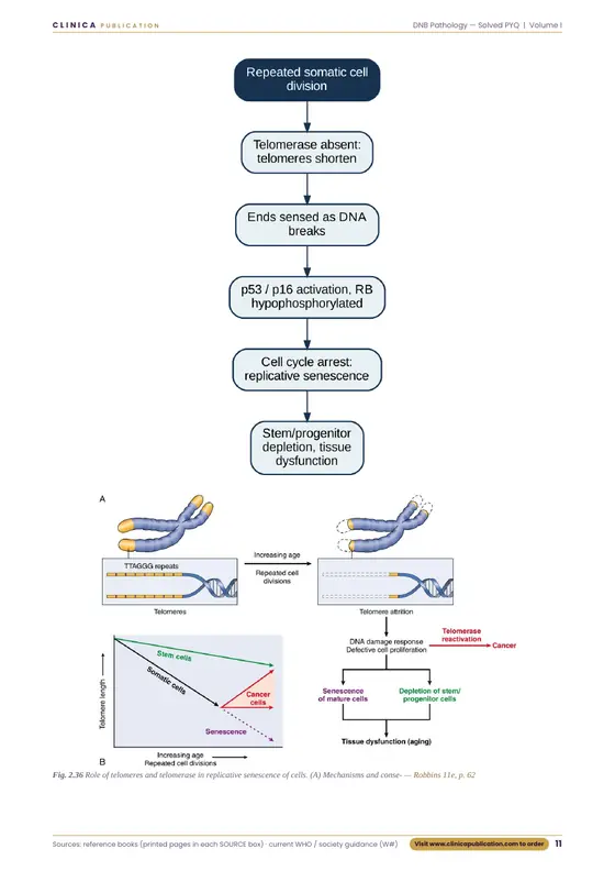 DNB Pathology free sample, page 11