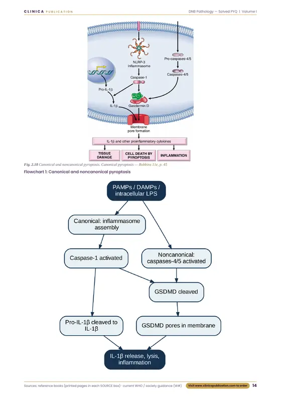 DNB Pathology free sample, page 14